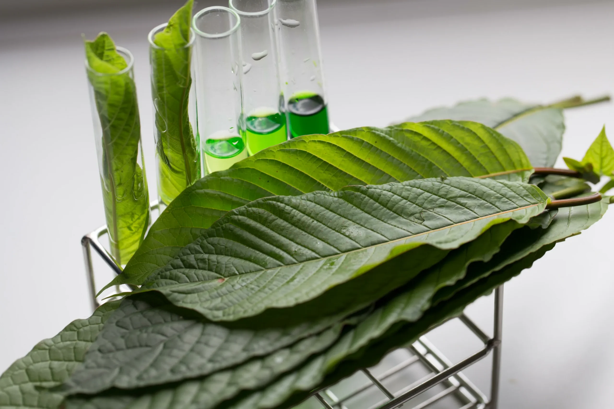 Plants Concentrates